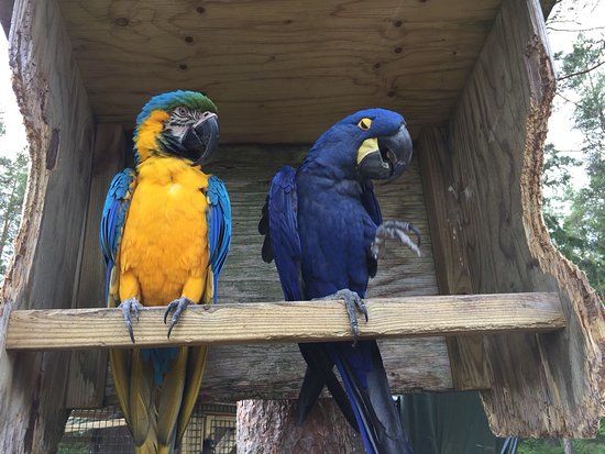 Lomamaki Petting Zoo