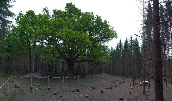 Paavolan tammikko